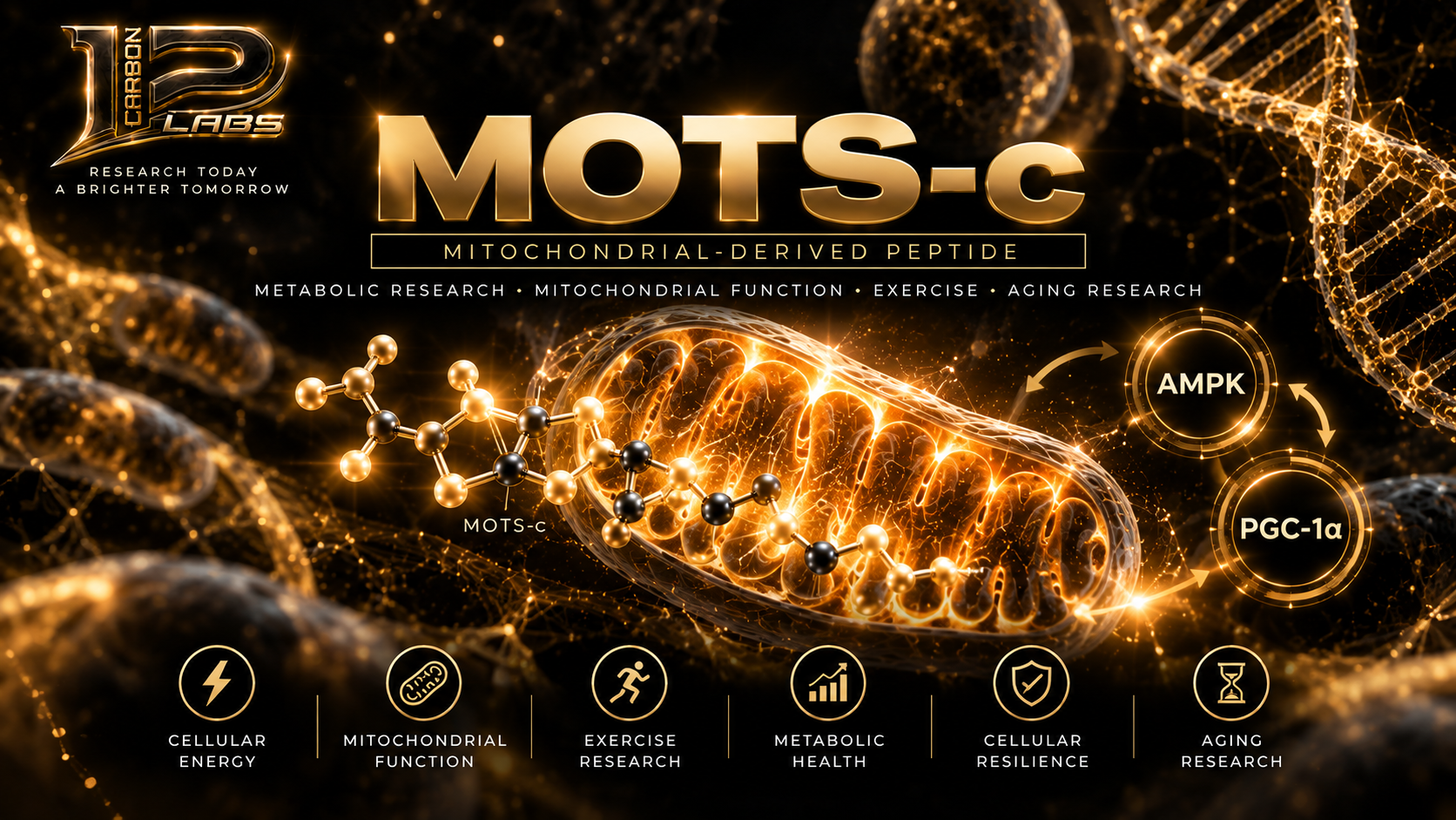 MOTS-c Peptide Explained: What Is It, How Does It Work, and What Does the Research Show?